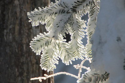 シラビソの葉に付いた雪の写真