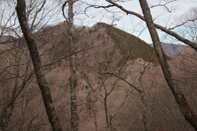 雑木の頭への登りから見た鳥ノ胸山の写真