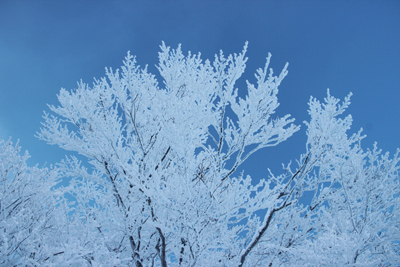 青空に枝を伸ばす真っ白な樹氷の写真