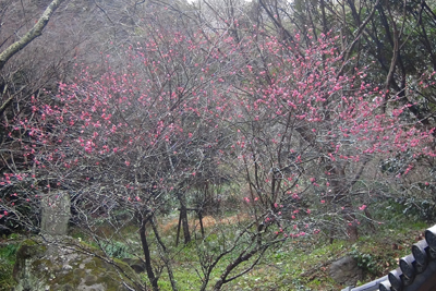 伏姫籠穴の入口に咲いていた紅梅の写真