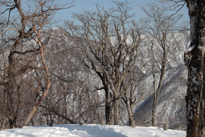 山頂の木の間から見える蛭ヶ岳と丹沢山方面の写真
