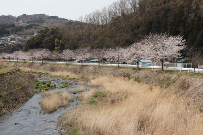 桜並木の続く川のほとりの写真
