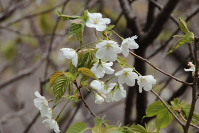 オオシマザクラと思われる桜の写真