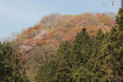 桜の花や芽吹きの木々の写真
