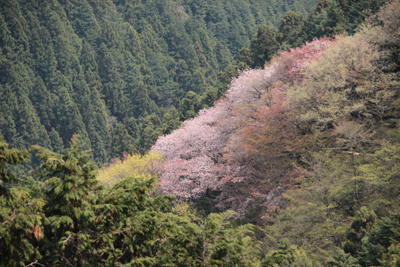 きれいに咲いた山腹の桜の写真