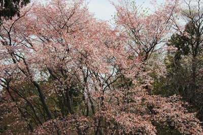 城山山頂の桜の写真