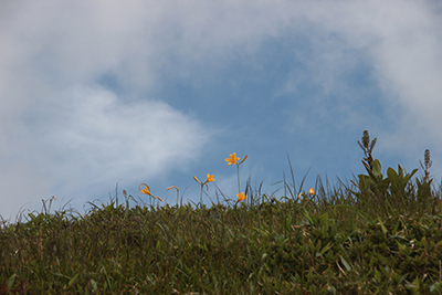 青空をバックに咲くニッコウキスゲの写真