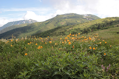 ニッコウキスゲのお花畑と北ノ俣岳、黒部五郎岳の写真