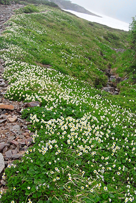 薬師峠の上にあるチングルマのお花畑の写真