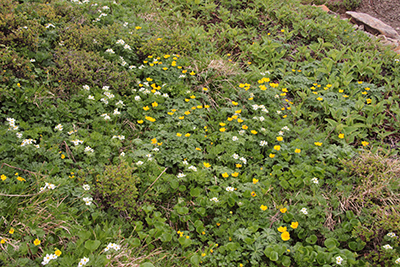 チングルマとシナノキンバイのお花畑の写真