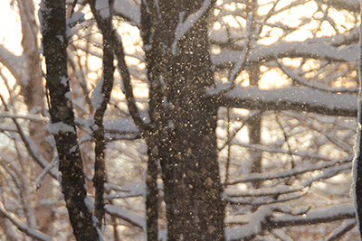 朝日に輝く落雪の写真