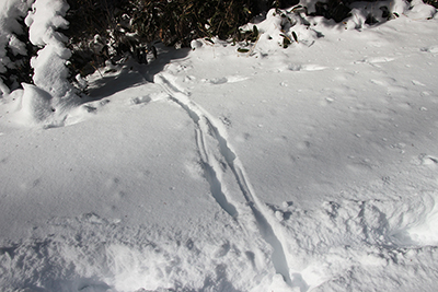 蹄を雪の表面に引きずった後のあるシカの足跡の写真
