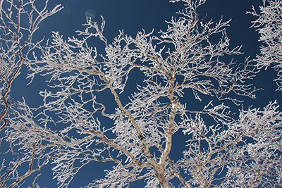 青空に枝を伸ばすダケカンバの樹氷の写真