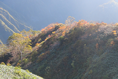 武能岳山腹の紅葉の写真