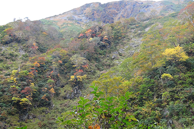 武能岳山腹の紅葉の写真