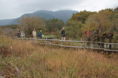 金時山を背に箱根湿性花園の植物復元区付近を歩いている写真