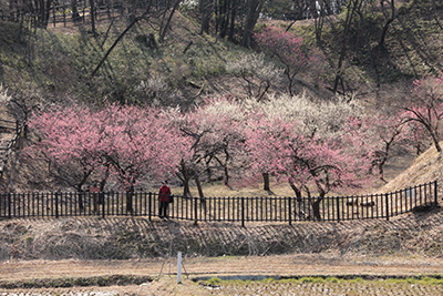 白とピンクのきれいな梅がたくさん咲くところにいる人の写真