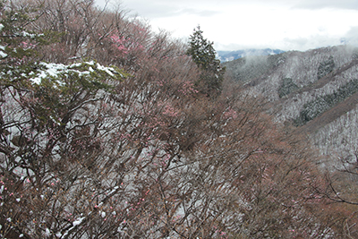 山頂から見たアカヤシオの咲く山腹の写真