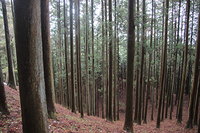 苔の付いた杉の林の写真