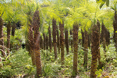 椰子の林の写真