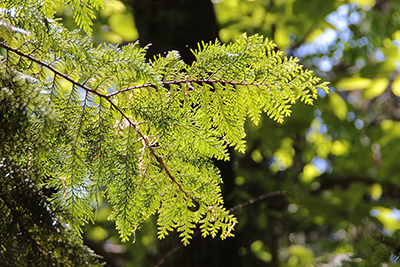 逆光に映える檜の葉の写真