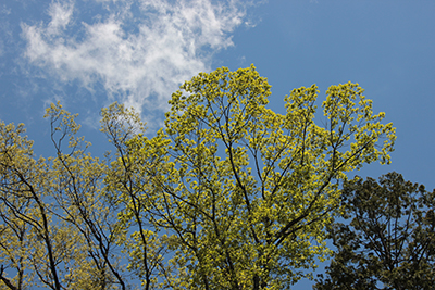 青空に枝を伸ばす新緑の木の写真