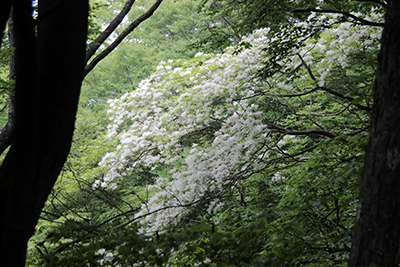 白い花がたくさん咲いた樹木の写真