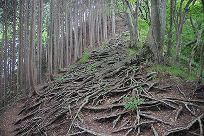 登山道一面に張り巡らされた木の根の写真