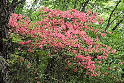鳴虫山山頂に咲いていたヤマツツジの写真