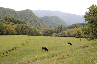 牛が放牧されている三城牧場の写真