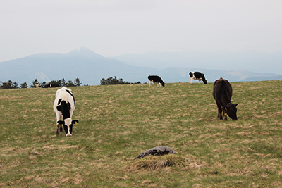 草を食む牛たちと蓼科山の写真
