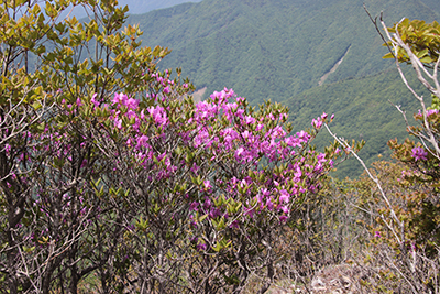 山頂近くで咲いていたミツバツツジの写真