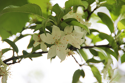 白い樹木の花の写真