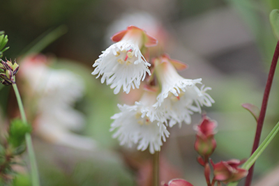 白花のコイワカガミの写真