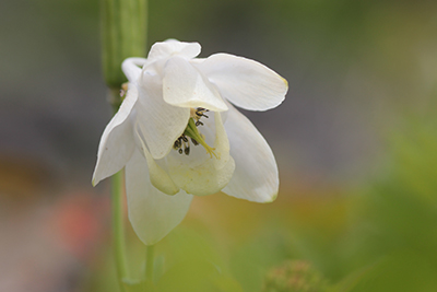 白花のヤマオダマキの写真