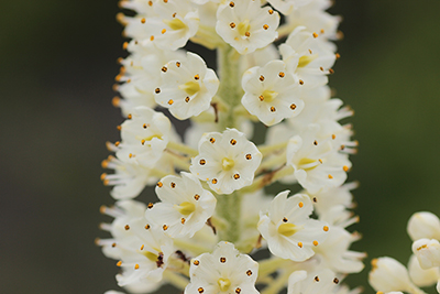 コバイケイソウの花のアップの写真
