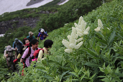 コバイケイソウの咲く登山道を登っている写真
