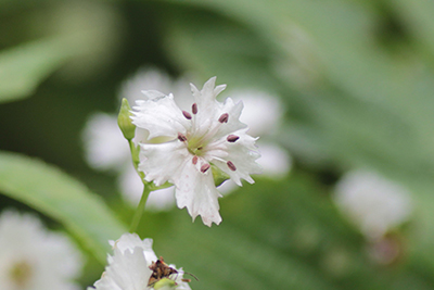 センジュガンピの花の写真