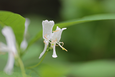 オオヒョウタンボクの花の写真