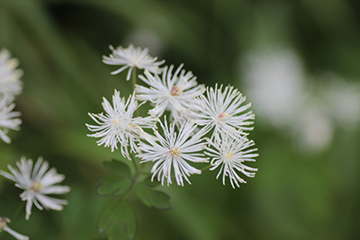 ミヤマカラマツの花の写真
