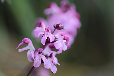 ヨツバシオガマの花の写真