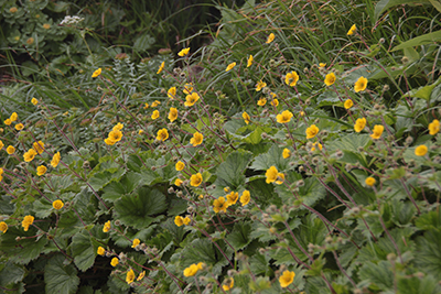 ミヤマダイコンソウの花の写真