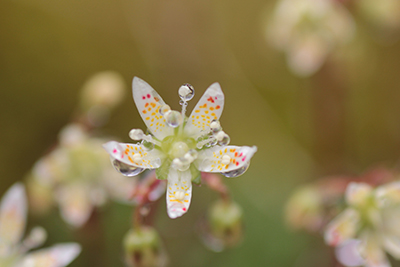 シコタンソウの花の写真
