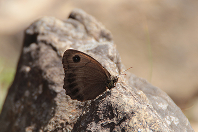 ジャノメチョウと思われる蝶の写真