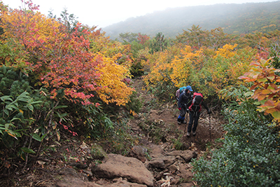 紅葉の美しい東栗駒コースを登っている写真