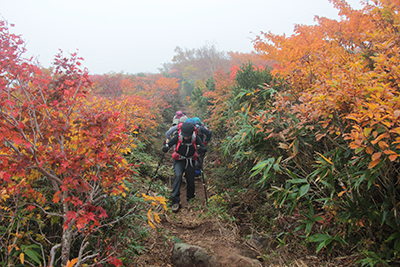赤色に色づく樹木が多い東栗駒コースを上っている写真