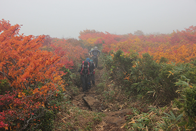 一面紅葉した登山道を登っている写真