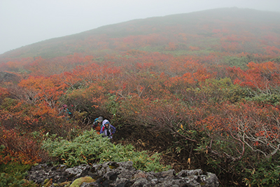 東栗駒山から栗駒山を目指して紅葉の中を登っている写真