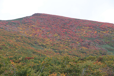 山腹が一面紅葉した東栗駒山方面をイワカガミ平から見た写真
