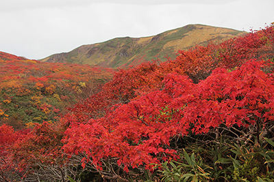 紅葉したカエデと栗駒山の写真